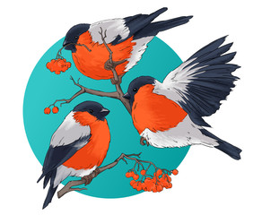 Bullfinch bird winter illustration seamless pattern vector