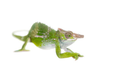 Fischer's chameleon, Kinyongia fischeri on white