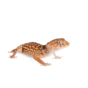 Rough Knob-tailed Gecko  isolated on white 