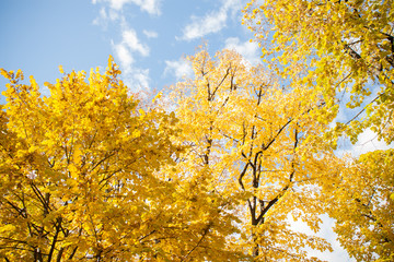 Colorful foliage in the autumn park/ Autumn leaves sky backgroun