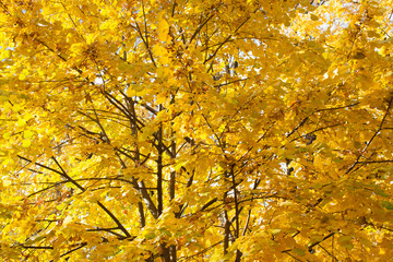 Collection of Beautiful Colorful Autumn Leaves / green, yellow,