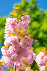 Naklejka premium Blütenpracht im Frühling - rosa blühende Zierkirsche