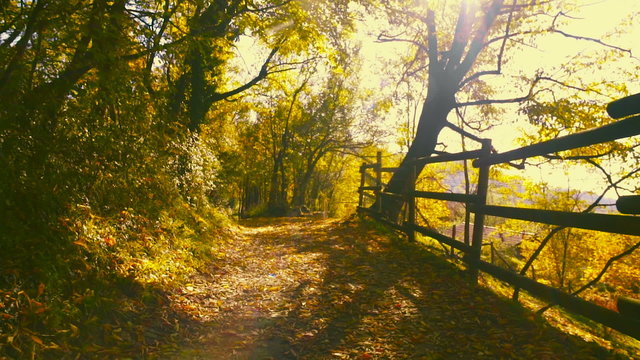Walking by a Fence in Fall