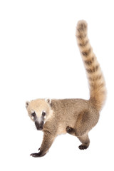 South American coati, Nasua nasua, baby on white