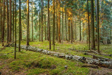 Fallen trees in green coniferous forest reserve