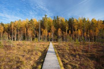 Fototapeta na wymiar Wooden path way pathway from marsh to forest. Autumn