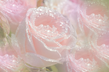 blurred background of pink roses