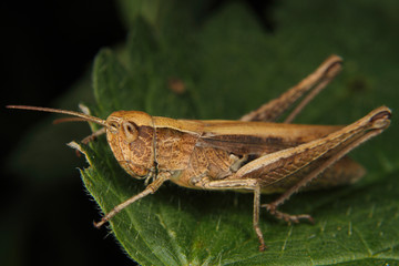 Field grasshopper (Chorthippus albomarginatus)