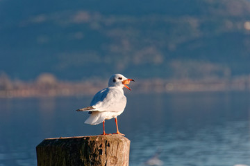 Mondsee