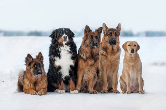 Group Of Five Dogs In Winter