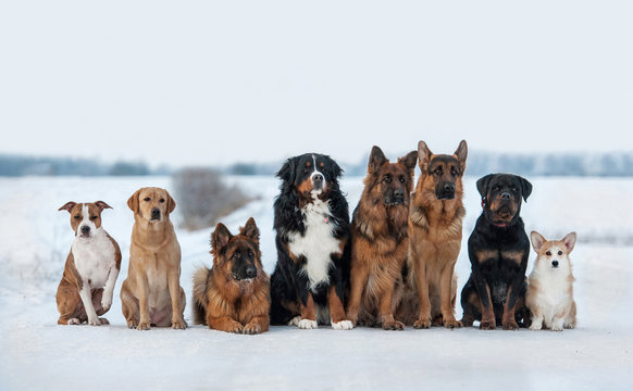 Group of different dogs on obedience training in winter