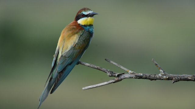 European bee-eater Merops apiaster sitting on the branch