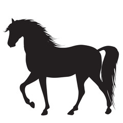 Fototapeta na wymiar black horse silhouette 