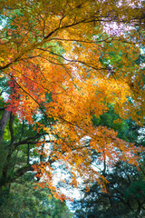 Branch of bright autumn maple leaves , focus selected