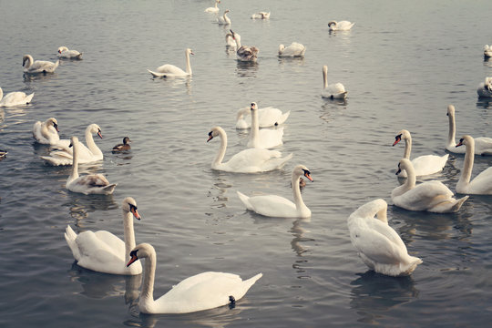 Swans on lake. Beautiful nature greeting card background. Vintage image