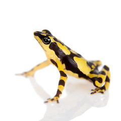 Amazons Harlequin Frog, Atelopus spumarius, on white
