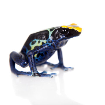 Robertus dyeing poison dart frog, Dendrobates tinctorius, on white 