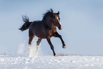 Fototapeta na wymiar Bay horse with long mane run gallop in snow