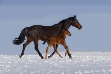 Fototapeta na wymiar Mare with colt run in snow