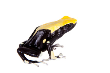 Yellow back dyeing poison dart frog, Dendrobates tinctorius, on white 