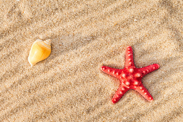 Fototapeta na wymiar Starfish and shells on a sand beach