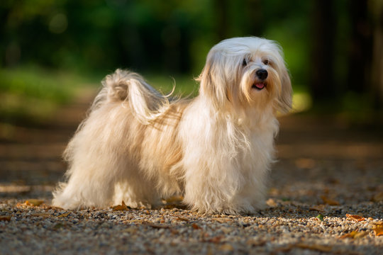 Havanese Images Browse 11 265 Stock Photos Vectors and Video