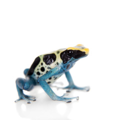 Patricia Dyeing Poison Dart Frog, Dendrobates tinctorius, on white
