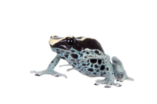 Awarape Dyeing Poison dart frog, Dendrobates tinctorius, on white