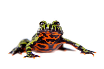 Oriental Fire-bellied Toad, Bombina orientalis, on white