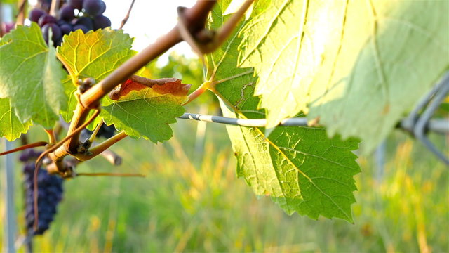 Ripe green organic grapes in vineyard