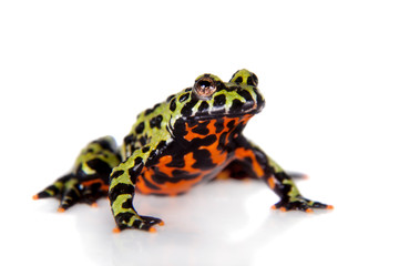 Oriental Fire-bellied Toad, Bombina orientalis, on white