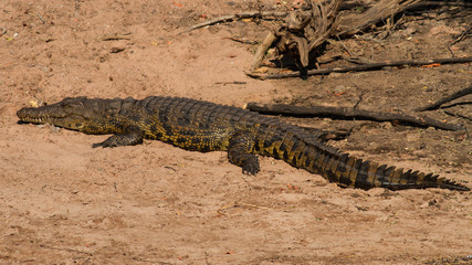 Nile crocodile (Crocodylus niloticus), Zimbabwe, Africa