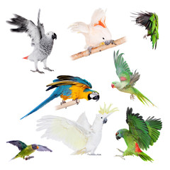 Flying Parrots set on white