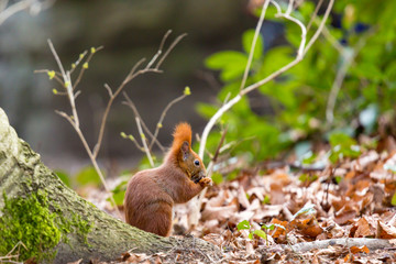 Eichhörnchen isst eine Nuss