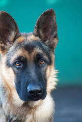 portrait rural Shepherd
