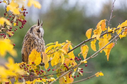 Long Eared Owl Sitting in Tree