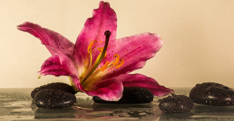 Steinmännchen mit schwarzen Steinen Symbol der Gesundheit mit einer Blume