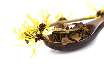 flowering witch hazel (Hamamelis) and dried leaves for cosmetics