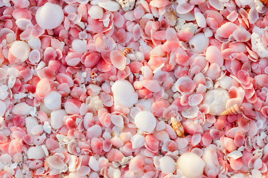 Barbuda Pink Sand Beach