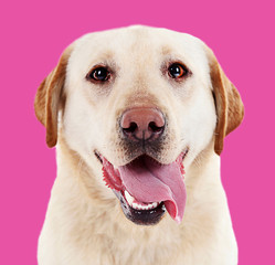 Cute labrador on pink background