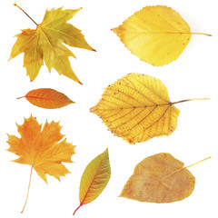 Different autumnal leaves, isolated on white