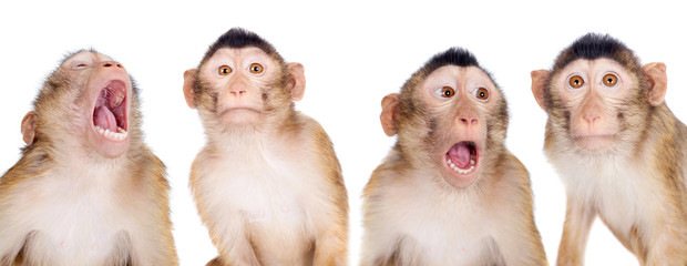 Juvenile Pig-tailed Macaque, Macaca nemestrina, on white - obrazy, fototapety, plakaty