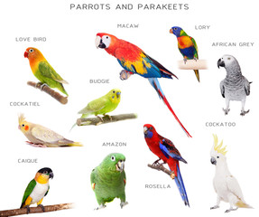 Obraz premium Parrots and parakeets education set