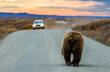Mooned by a grizzly bear