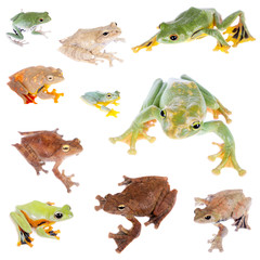 Fototapeta premium Flying tree frogs set on white