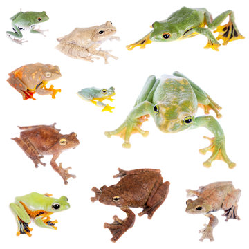 Flying tree frogs set on white