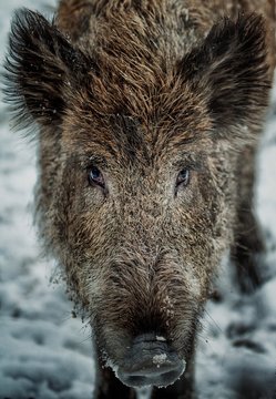 Wildschwein Porträt