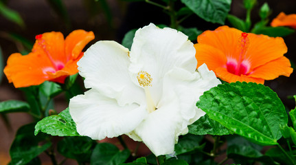 Vivid pink hibicus is blooming