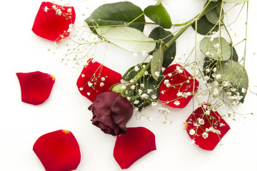 Happy Valentine’s day. Red rose among the rose leafs