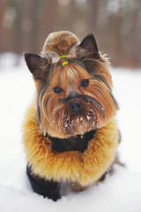 The portrait of a slylish Yorkshire terrier dog in a black jacket staying in the snow in winter forest